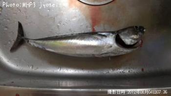 ¥½¡¼¥À¥¬¥Ä¥ª