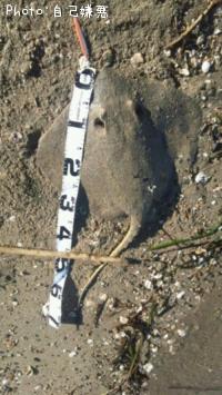 ¥¨¥¤¥Ã¢¬¡Ê¡¿¡ä¡²¡ã¡Ë¡¿