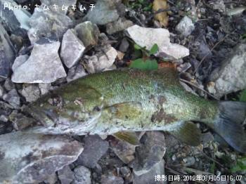 スモールマウスバス