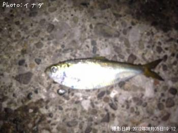 ���ä�Ĺ��