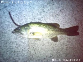 ¥Ö¥é¥Ã¥¯¥Ð¥¹