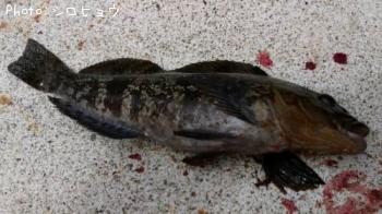 �����ʥ�