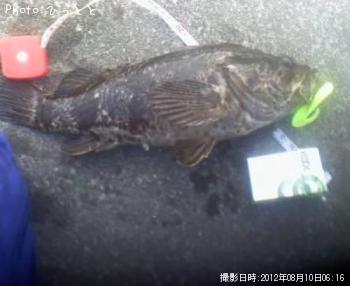 �٥å��������������Υ���Х롩