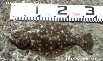 �����ʥҥ���