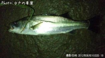 �����Х�