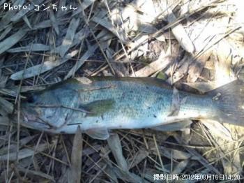 ¥Ö¥é¥Ã¥¯¥Ð¥¹