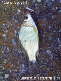 ¥Ö¥é¥Ã¥¯¥Ð¥¹