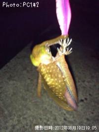 ¥¢¥ª¥ê¥¤¥«