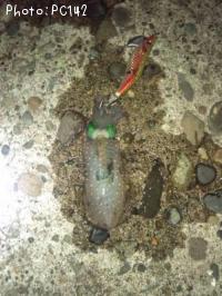 ¥¢¥ª¥ê¥¤¥«