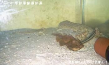 ¥«¥ï¥Ï¥®Åù