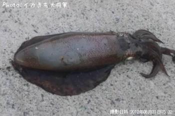 ¥¢¥ª¥ê¥¤¥«