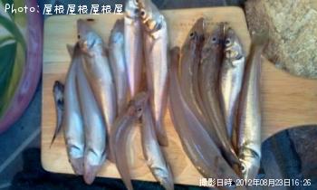 ¥·¥í¥®¥¹¤Á¤ã¤ó