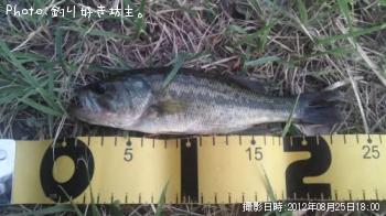 �֥�å��Х�