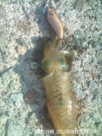 ¥¢¥ª¥ê¥¤¥«