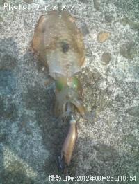 ¥¢¥ª¥ê¥¤¥«