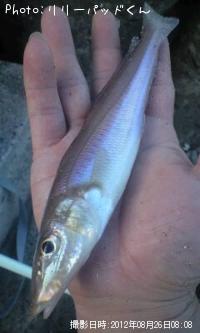 パールピンクの貴婦人