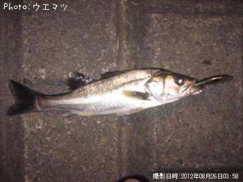 �����Х�