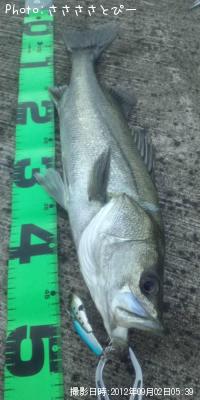 �����Х�