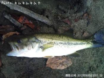 �֥�å��Х�