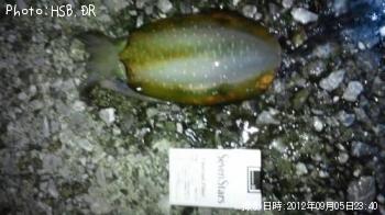 �����ꥤ��