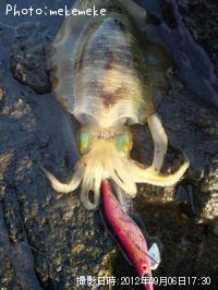 ¥¢¥ª¥ê¥¤¥«