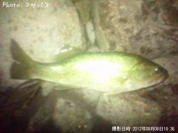 �֥�å��Х�