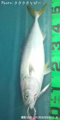 イナダ&アジ&サバ&ソウダ&エソ