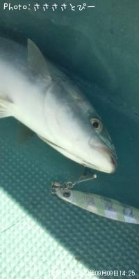 イナダ&アジ&サバ&ソウダ&エソ