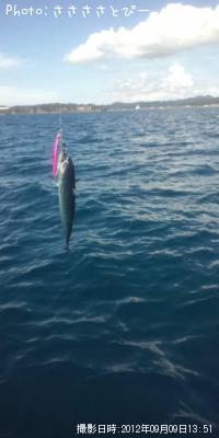 イナダ&アジ&サバ&ソウダ&エソ