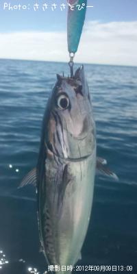 イナダ&アジ&サバ&ソウダ&エソ