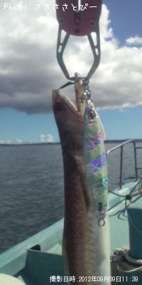 イナダ&アジ&サバ&ソウダ&エソ