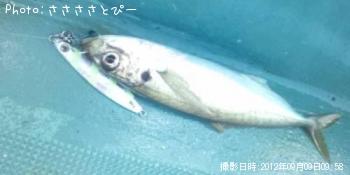 イナダ&アジ&サバ&ソウダ&エソ