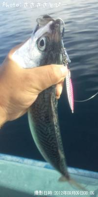 イナダ&アジ&サバ&ソウダ&エソ