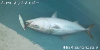 イナダ&アジ&サバ&ソウダ&エソ