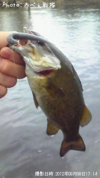 ¥Ö¥é¥Ã¥¯¥Ð¥¹