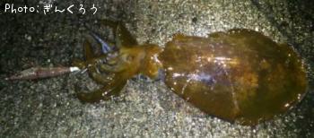 �����ꥤ��