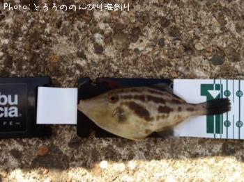 ���ӥ���ϥ�