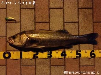 �����Х�