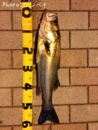 �����Х�