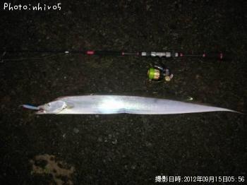 キビレタチウオ