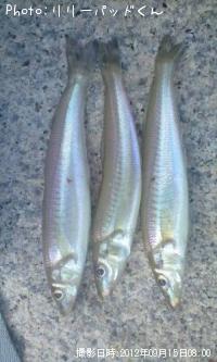 �ѡ���ԥ󥯤ε��ؿ�