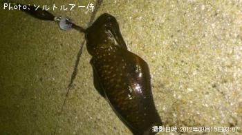 ¥¢¥ª¥ê¥¤¥«