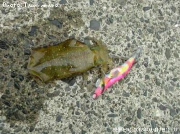 ¥¢¥ª¥ê¥¤¥«