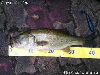 ¥Ö¥é¥Ã¥¯¥Ð¥¹