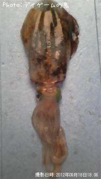 ¥¢¥ª¥ê¥¤¥«