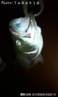 �����Х�