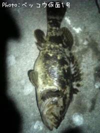 �٥å�������