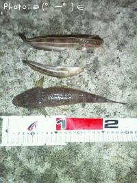 トカゲゴチ&ゴンズイセット