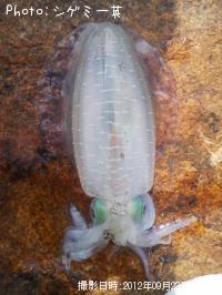 ¥¢¥ª¥ê¥¤¥«