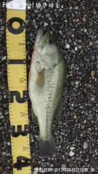 �֥�å��Х�